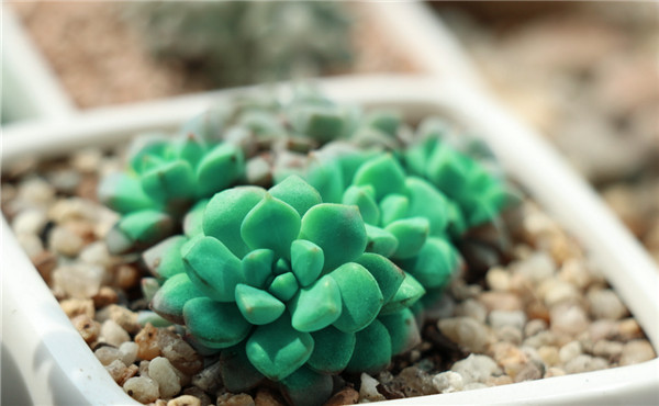 多肉植物租擺 多肉植物租擺