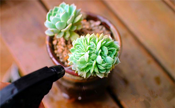 多肉植物益處 多肉植物益處